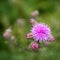 Pink thorny thistle flower with shinning rain drops. Pink spikyblossom