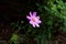 Pink Threadleaf Coreopsis  822735