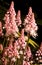 Pink Tiarella flower