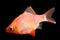 Pink Tiger Barb - Classic aquarium fish