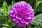 Pink tinge dahlia Flower