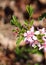 Pink tinted spring flowering bush