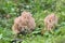 Pink-tipped coral mushroom, Ramaria botrytis