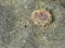 Pink tipped sea anemone on sand