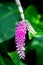 Pink toothbrush Orchid Dendrobium secundum in garden