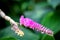 Pink toothbrush Orchid Dendrobium secundum in garden