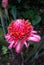 Pink Torch Ginger flower