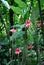 Pink Torch Ginger flowers