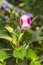 Pink Torenia fournieri flower