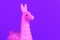 Pink toy lama head on purple background