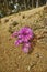Pink trailing ice plant flowers growing on the ground on Table Mountain, Cape Town, South Africa. Barren landscape of