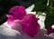 Pink translucent bougainvillea flowers