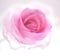 Pink transperent rose