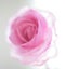 Pink transperent rose