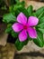 The pink tread flower is blooming in the garden, the tapak dara ornamental plant or Catharanthus roseus