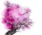 Pink tree