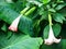 Pink tree datura flower in exotic garden Parque Terra Nostra in the town of Furnas on the island of Sao Miguel in the Azores