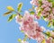 Pink tree flowers of Prunus serrulata Kanzan, branch flowers, japanese cherry, floral background, close up