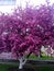 Pink tree in full blossom, the sign of spring in Kiev