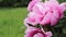 Pink tree peony. Flowering shrub, close up