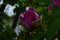 Pink Tree Peony or Paeonia suffruticosa in park