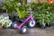 Pink tricycle parked on pavement by potted plants and fountains