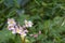 Pink tropic flower on the green jungle background. Natural, floral close-up exotic flowers with copy space