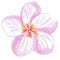 Pink tropic flower hand drawn with watercolor pencils on white background. Illustration as a symbol of spring, summer, template