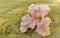 Pink tropical blossom flower on the floor in Mexico