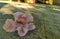 Pink tropical blossom flower on the floor in Mexico