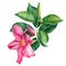 Pink tropical flower, hibiscus on a white background. Watercolor botanical illustration, hand drawing painting