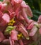 Pink tropical flower mussaenda on a tree branch under the tropical rain