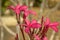 Pink tropical flowers frangipani plumeria closeup on blurred bush background