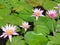 Pink tropical water lily\'s