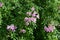 Pink trumpet flower in garden