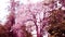 Pink trumpet flowers blooming romantic tunnel tree