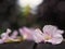 Pink trumpet flowers falling down on wooden bench