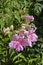 Pink trumpet flowers, Pandorea ricasoliana or Podranea ricasoliana, Rio