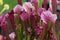 Pink Trumpet Pitcher Plants Clustered Together.