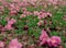 Pink trumpet or Rosy trumpet Tabebuia rosea flowers fell on green grass.