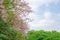 Pink Trumpet shrub flowering tree blossom on green leaves under clouds and blue sky background, know as Pink Tecoma or Tabebuia