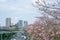 Pink Trumpet shrub flowering tree know as Pink Tecoma or Tabebuia rosea plant begin blooming on April 4, 2019 at Chatuchak park,