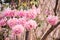 Pink trumpet (tabebuia) tree flower blooming.