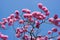 Pink trumpet tree and flower