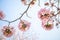 Pink trumpet tree flowers blooming, Tabebuia rosea