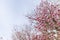 Pink trumpet tree flowers with blue sky behind