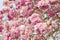 Pink trumpet tree, Rosy trumpet-tree flower