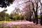 Pink trumpet tree,Tabebuia rosea The buns at Chatuchak Bangkok Center