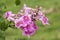 Pink Trumpet Vine, Pododranea Ricasoliana