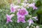 Pink trumpet vine or Podranea ricasoliana bloom with sunlight.